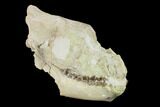 Fossil Oreodont (Merycoidodon) Skull - Wyoming #134356-3